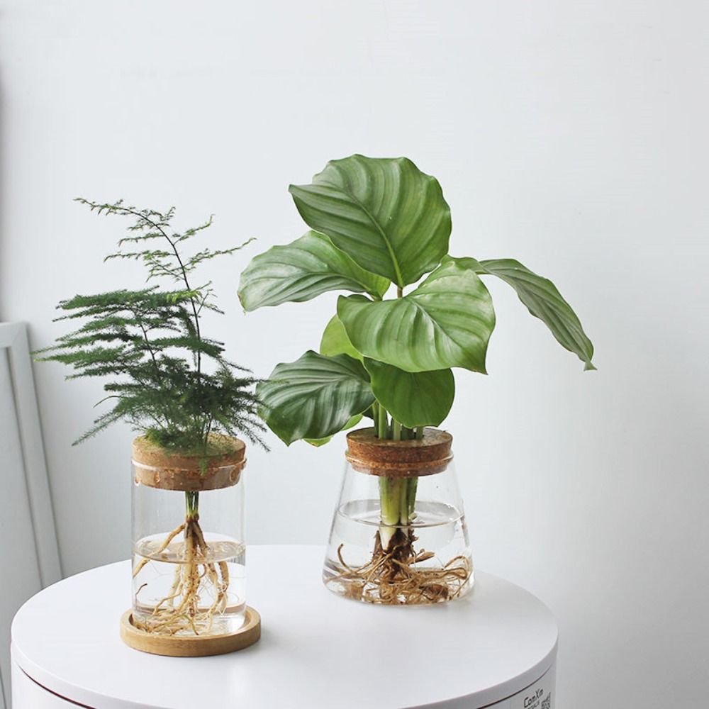 Maceta hidropónica transparent - Snake Plant Ceramic reseña y precio
