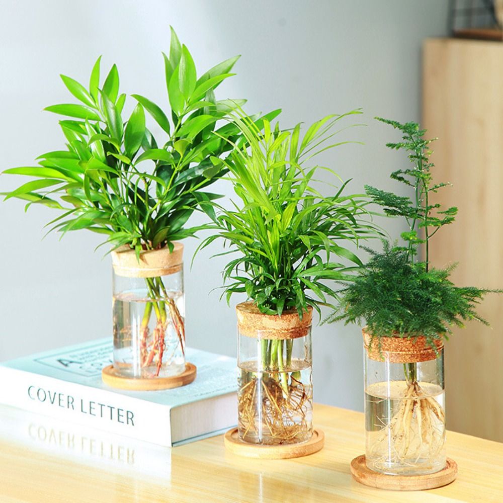Maceta hidropónica transparent - Snake Plant Ceramic reseña y precio