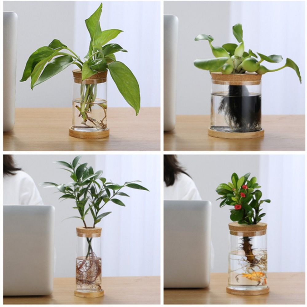 Maceta hidropónica transparent - Snake Plant Ceramic reseña y precio