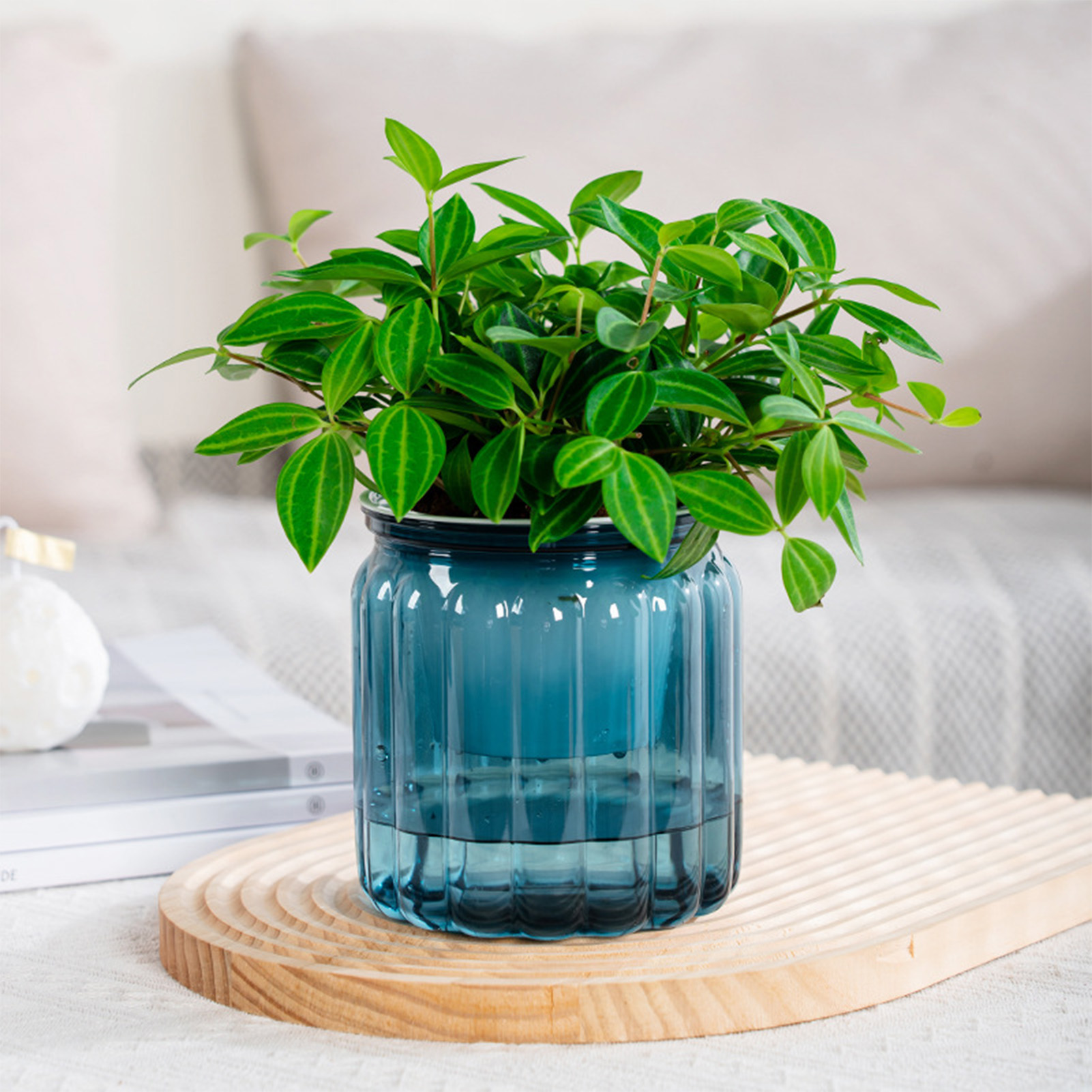 Maceta de autorriego elegante  - Snake Plant Ceramic reseña y precio