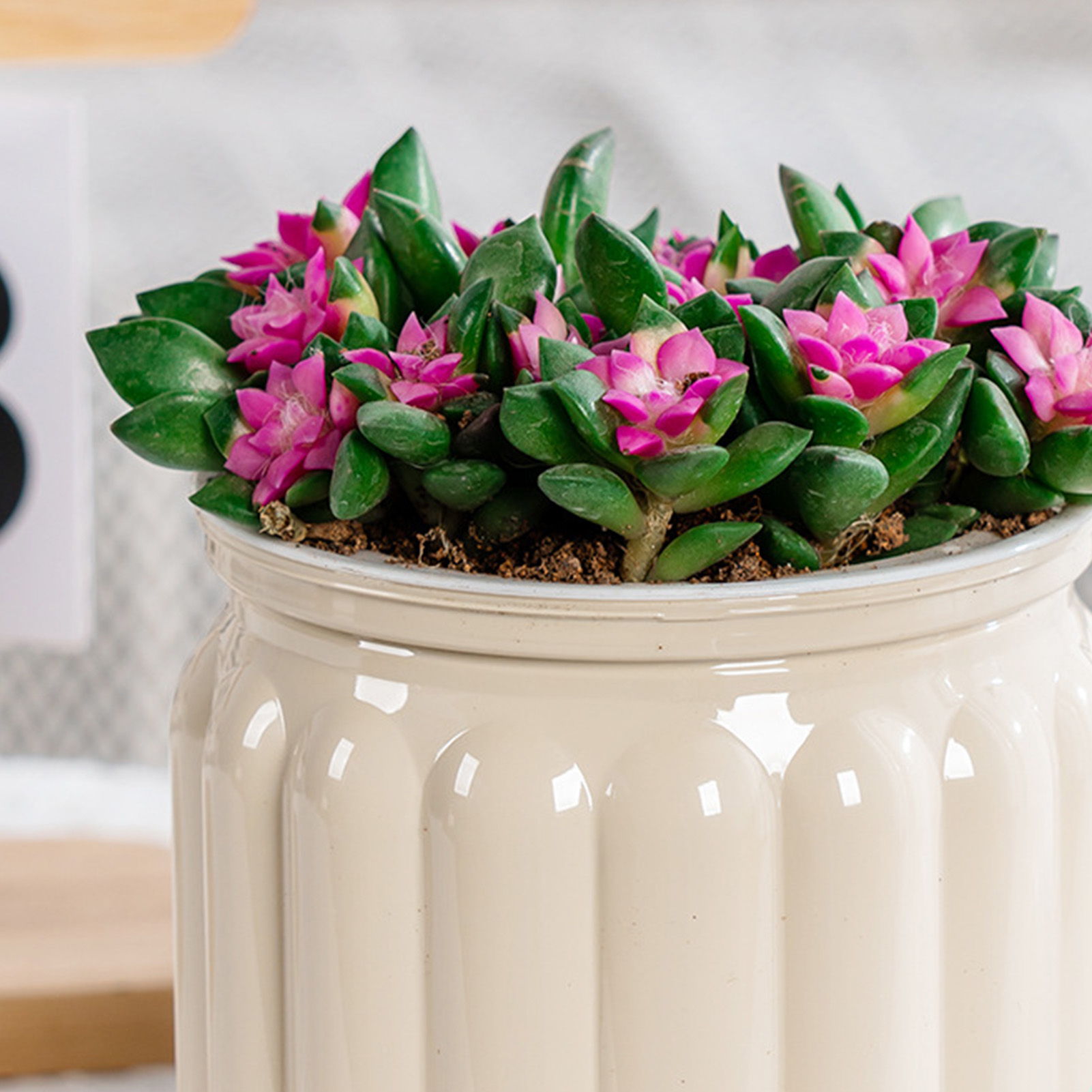 Maceta de autorriego elegante  - Snake Plant Ceramic reseña y precio